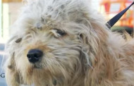 A transformação que salvou a vida de um cachorro