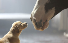 Budweiser volta a emocionar em novo comercial