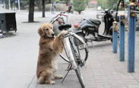 Cachorro protege a bicicleta do dono