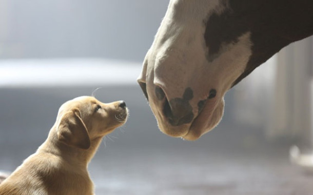Budweiser volta a emocionar em novo comercial