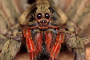 As 5 aranhas mais venenosas do mundo